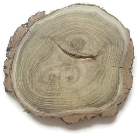 Plaster drewna Akacja szlifowana 25-28 cm / 2 cm z ubytkami kory AkademiaDrewna