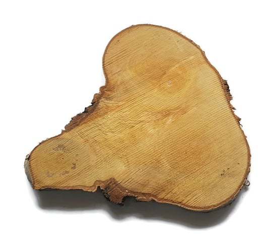 Plaster drewna Brzoza nieszlifowana 25-40 cm / 2 cm Nieregularne kształty AkademiaDrewna