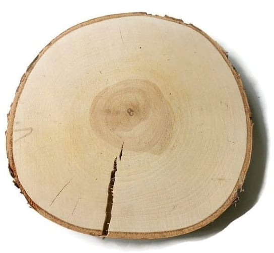 Plaster drewna Brzoza szlifowana 24-30 cm / 2 cm - z pęknięciem AkademiaDrewna