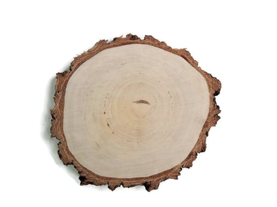 Plaster drewna Brzoza szlifowana gruba kora 17-20 cm / 2-2,5 cm AkademiaDrewna