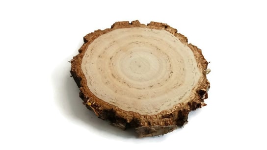 Plaster drewna Brzoza szlifowana gruba kora 4-6 cm / 1 cm AkademiaDrewna