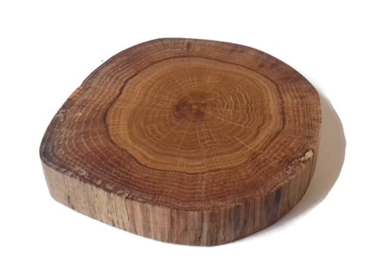 Plaster drewna Dąb bez kory OLEJOWANY szlifowany 10-12 cm / 2 cm AkademiaDrewna