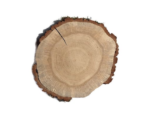 Plaster drewna Dąb szlifowany 15-18 cm / 2 cm  z ubytkami kory, z pęknięciem AkademiaDrewna