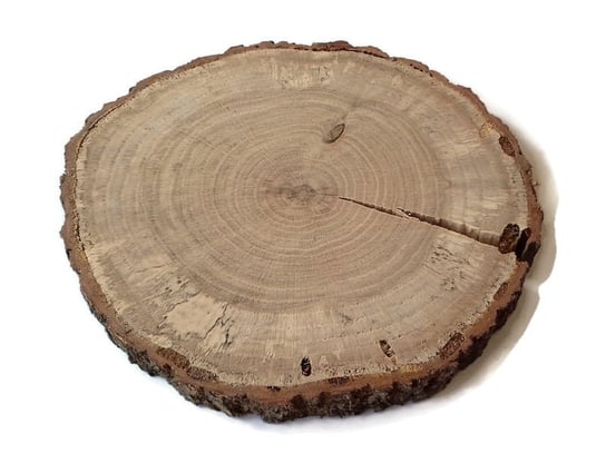 Plaster drewna Dąb szlifowany 17-20 cm / 2 cm - z pęknięciem AkademiaDrewna