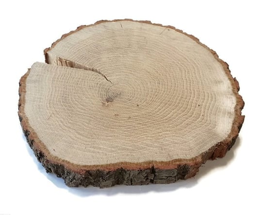 Plaster drewna Dąb szlifowany 17-20 cm / 3 cm z ubytkami kory, z pęknięciem AkademiaDrewna