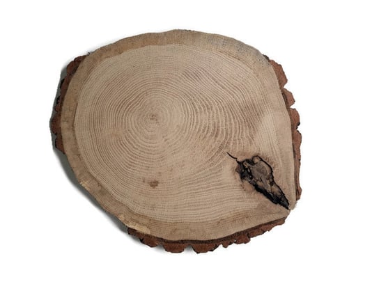 Plaster drewna Dąb szlifowany 25-28 cm / 2 cm ubytki kory AkademiaDrewna