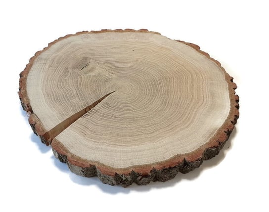 Plaster drewna Dąb szlifowany 30-35 cm / 3 cm - z pęknięciem AkademiaDrewna