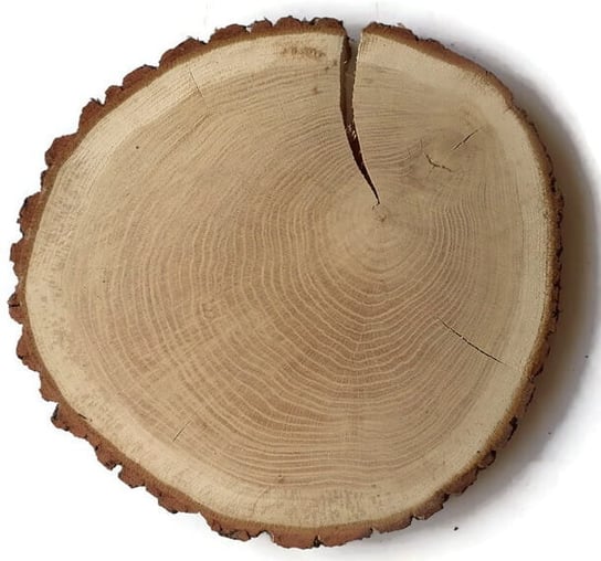 Plaster drewna Dąb szlifowany 38-42 cm / 3 cm - z pęknięciem AkademiaDrewna
