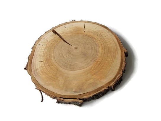 Plaster drewna Grusza szlifowana 20-23 cm / 2 cm - z pęknięciem AkademiaDrewna