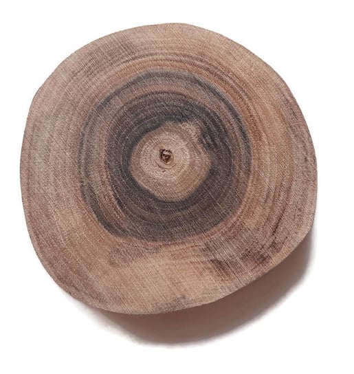 Plaster drewna Orzech bez kory OLEJOWANY szlifowany 7-10 cm / 1 cm AkademiaDrewna