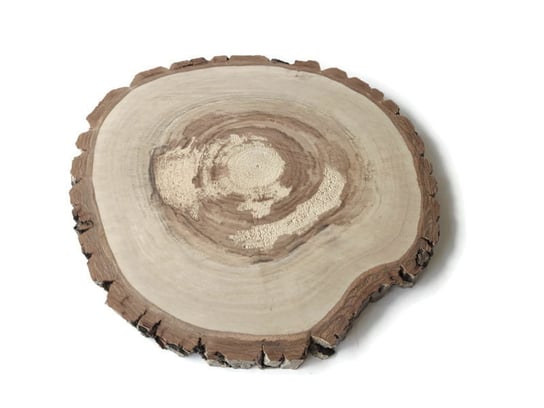 Plaster drewna Orzech włoski szlifowany 28-30 cm / 2 cm AkademiaDrewna