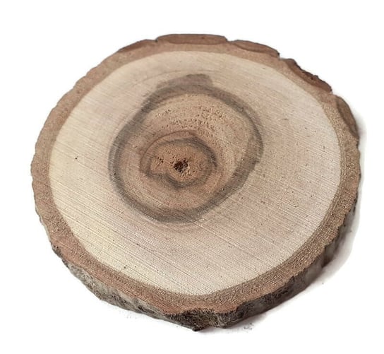 Plaster drewna Orzech włoski szlifowany 8-10 cm / 1 cm AkademiaDrewna