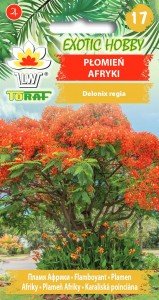 Płomień Afryki Płonące Drzewo 5 Szt. Nasion Inna marka