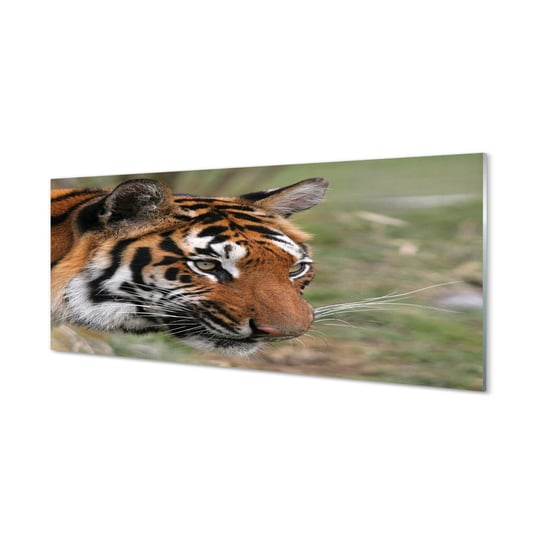 Płyta szklana do kuchni + klej Tygrys las 125x50 cm Tulup