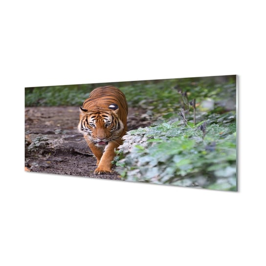 Płyta szklana do kuchni + klej Tygrys las 125x50 cm Tulup
