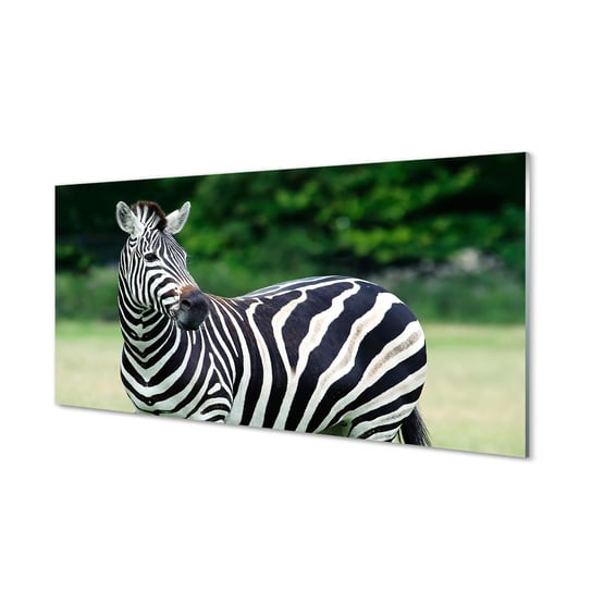 Płyta szklana do kuchni + klej Zebra pole 120x60 Tulup