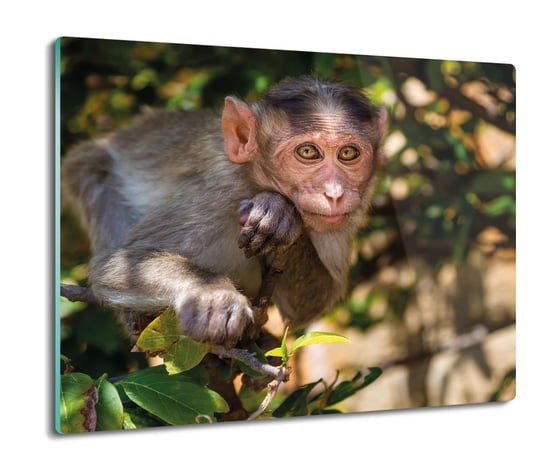 płyty ochronne na indukcję Małpa w lesie 60x52, ArtprintCave ArtPrintCave