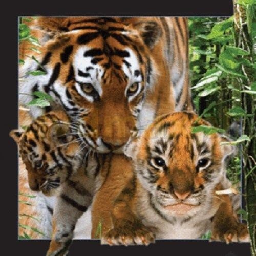 Pocztówka 3D Tygrys Worth Keeping