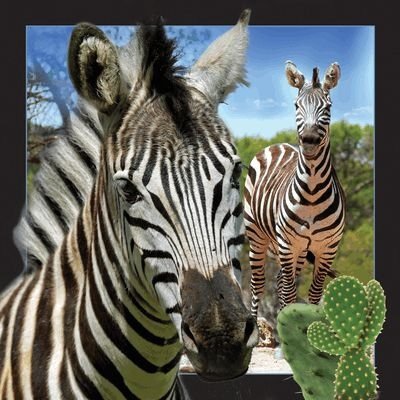 Pocztówka 3D Zebra Worth Keeping