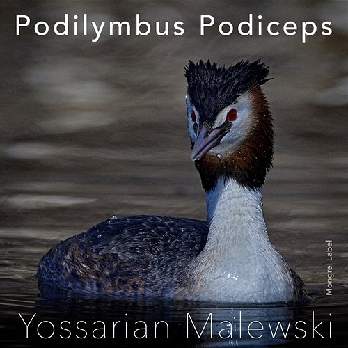 Podilymbus Podiceps Yossarian Malewski