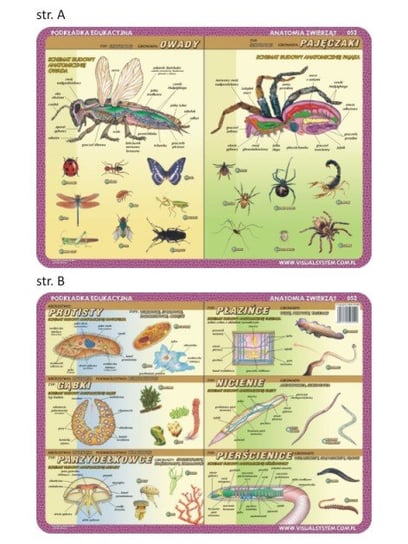 Podkładka edukacyjna - anatomia zwierząt 052 VISUAL System