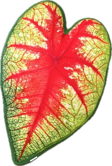 Poduszka liść Caladium bicolor Poduszkownia