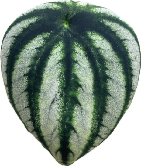 Poduszka Liść Peperomia argyreia Watermelon, Peperomia srebrzysta Poduszkownia