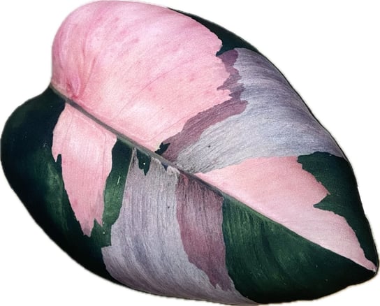 Poduszka Liść Philodendron Pink Princess Poduszkownia