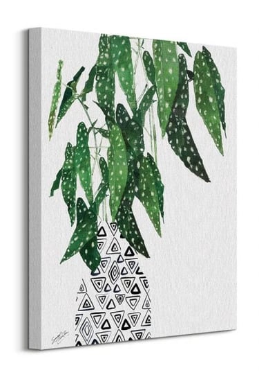 Polka Dot Begonia Plant - obraz na płótnie Inna marka