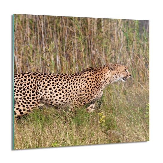Polujący gepard do łazienki foto na szkle, 60x60 cm ArtPrintCave
