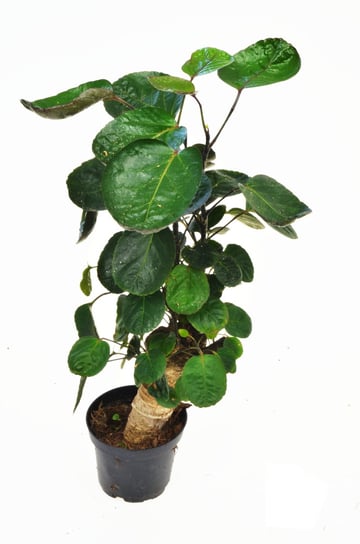 Polyscias Fabian bonsai P12 drzewo DIXIE STORE
