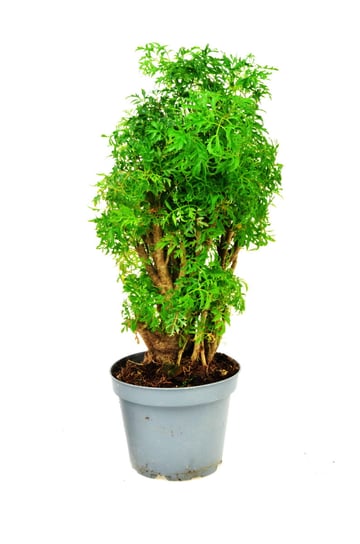 Polyscias fruticosa hawaiina ming bonsai P12 drzewo DIXIE STORE