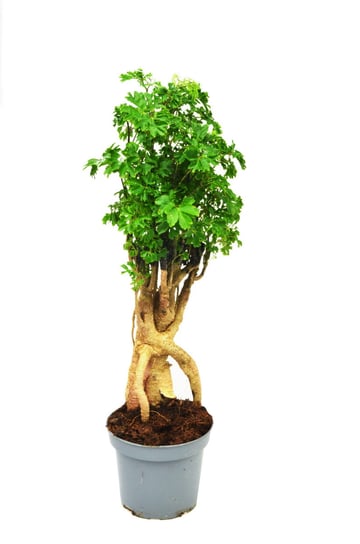 Polyscias fruticosa parsley bonsai ~ 43 cm P12 DIXIE STORE