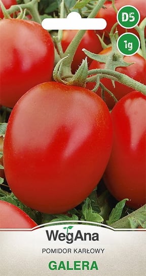 Pomidor Galera 1g nasiona - WegAna WegAna
