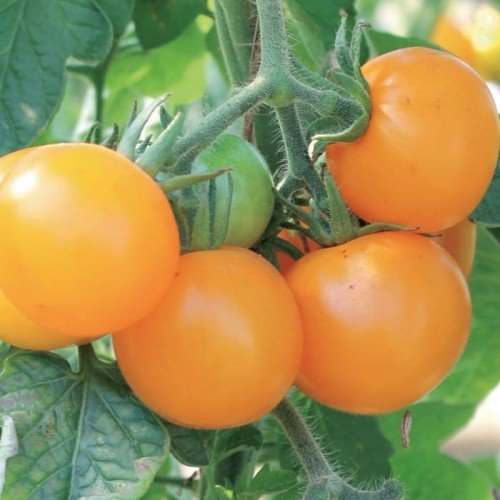 Pomidor Goldene Königin - Kiepenkerl KIEPENKERL