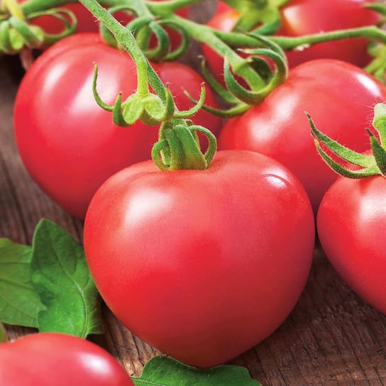 Pomidor  gruntowy MALINOWY RETRO
Solanum lycopersicum L. Toraf