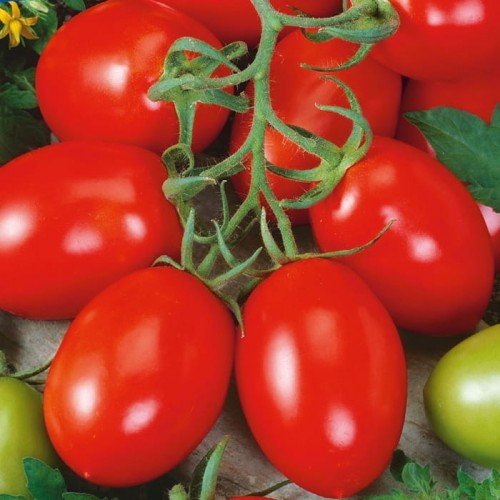 Pomidor Roma - Kiepenkerl KIEPENKERL