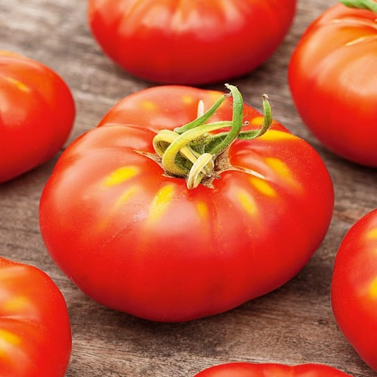 Pomidor szklarniowy DAFNE F1
Solanum lycopersicum L. Toraf