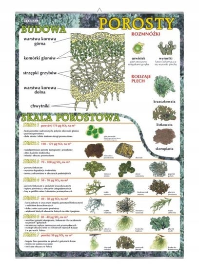 Porosty budowa skala porostowa botanika plakat VISUAL System