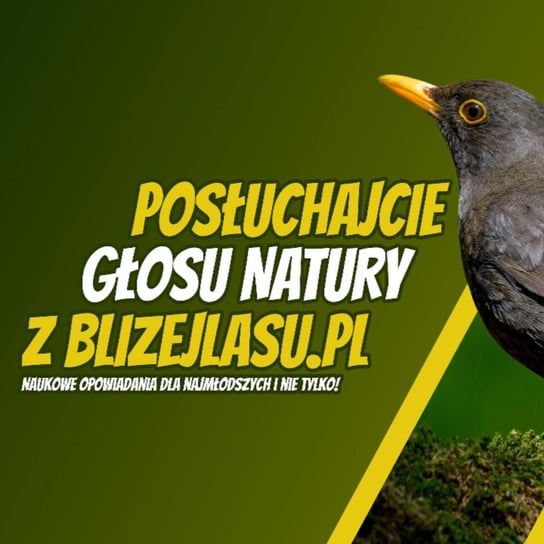 Posłuchajcie Głosu Natury z BlizejLasu.pl - Opowieść o kosie - Opowiadania przyrodnicze dla dzieci, które ciągle pytają "dlaczego?" Bliżej Lasu - podcast Mróz Daniel