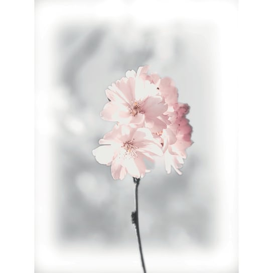 Poster, kwiaty, różowo-szaro-biały, 30x40 cm Art-Canvas