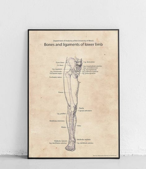 Poster Polytechnic, Kości i więzadła prawej nogi - plakat Poster Polytechnic