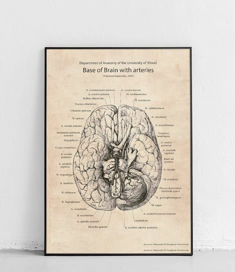 Poster Polytechnic, Podstawa mózgu z tętnicami - plakat Poster Polytechnic