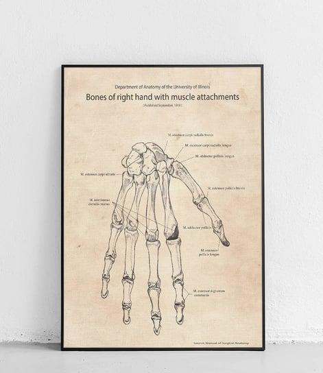 Poster Polytechnic, Ręka układ kostny i mięśniowy - plakat Poster Polytechnic