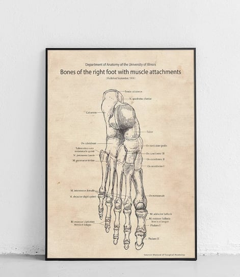 Poster Polytechnic, Stopa układ kostny i mięśniowy - plakat Poster Polytechnic