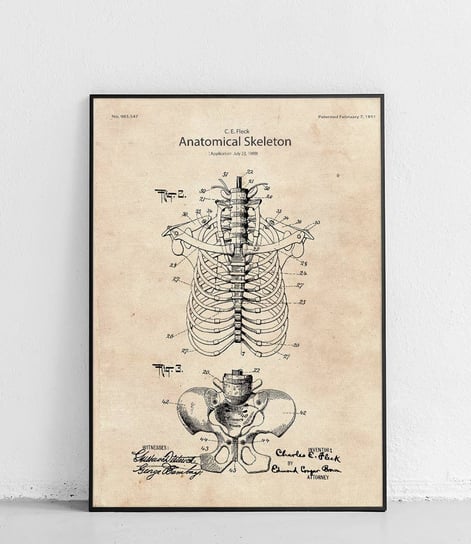 Poster Polytechnic, Szkielet ludzki 2 - plakat Poster Polytechnic