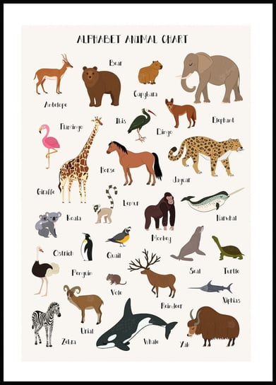 Poster Story, Plakat, Animal Alphabet,  wymiary 70 x 100 cm posterstory.pl