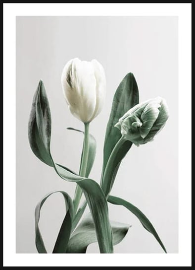 Poster Story, Plakat, Biały Tulipan, wymiary 21 x 30 cm posterstory.pl