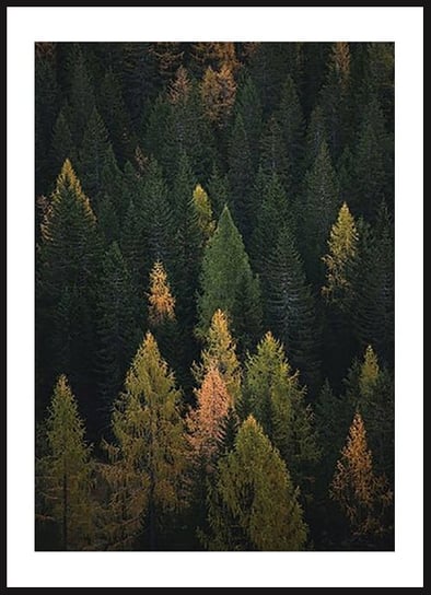 Poster Story, Plakat, Drzewa w Kolorach Jesieni,  wymiary 70 x 100 cm posterstory.pl