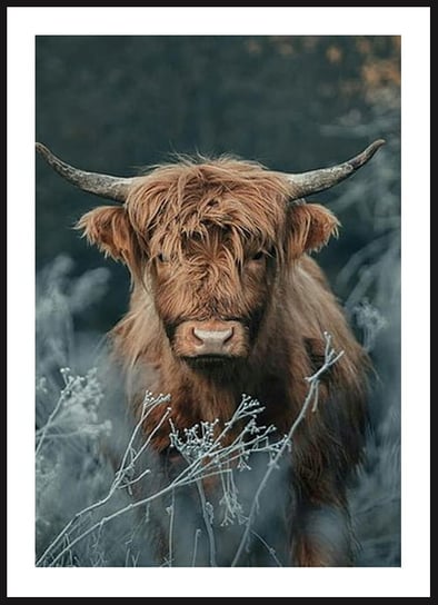 Poster Story, Plakat, Krowa Szkocka w Trawie, wymiary 30 x 42 cm posterstory.pl